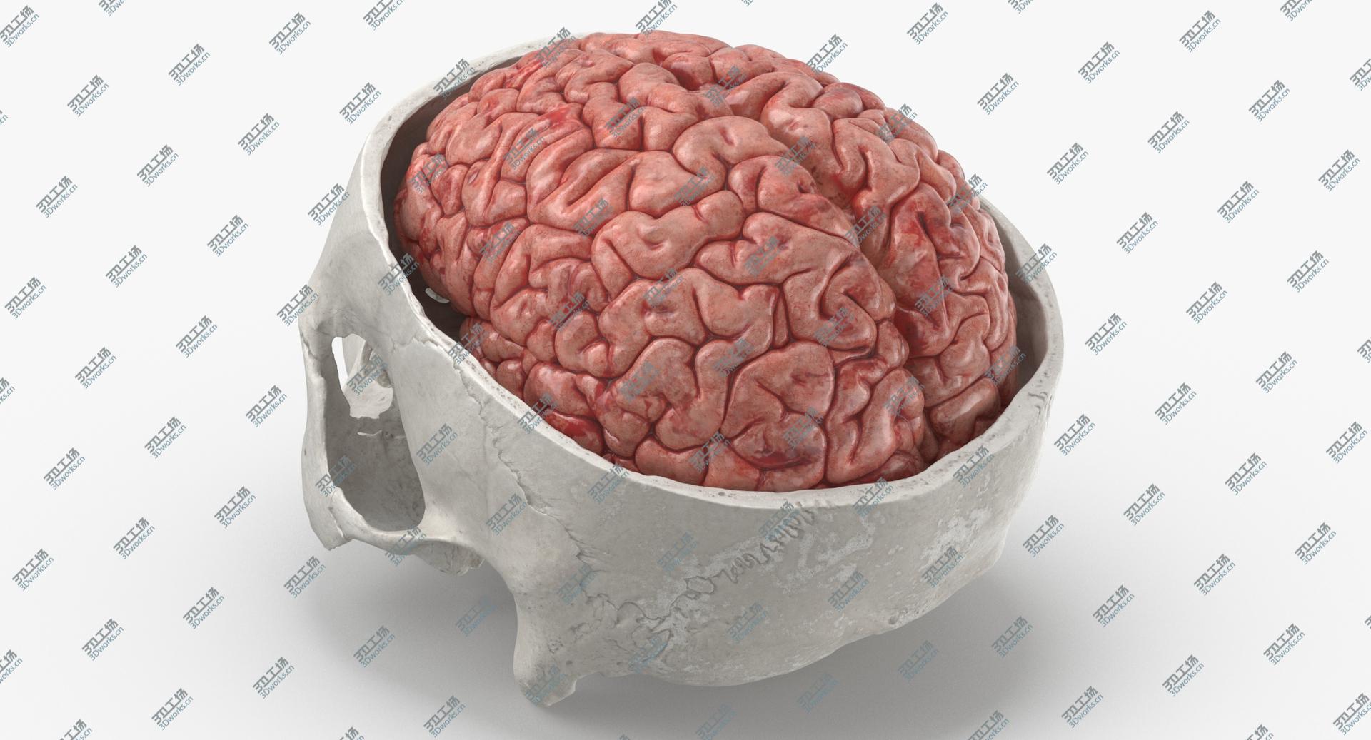 images/goods_img/202104021/3D Real Human Skull Cranial 02 Cut White With Brain Inside model/5.jpg